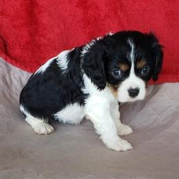 Cavalier King Charles Spaniels from Cavalier Cafe