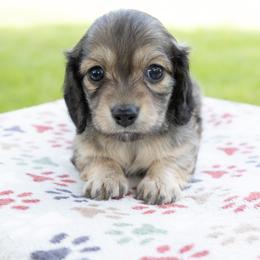 Eloise - Cream female Dachshund puppy in Boswell, Indiana from Golden Moose Homestead