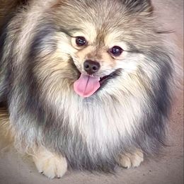 Sasha - Wolf sable female Pomeranian puppy in Las Vegas, Nevada from SuperNova  & Mystic Magic Pomeranians