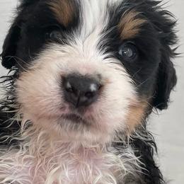 Bergen - Black rust and white male Bernese Mountain Dog puppy in Fountain, North Carolina from Stargirl Bernese Mountain Dogs