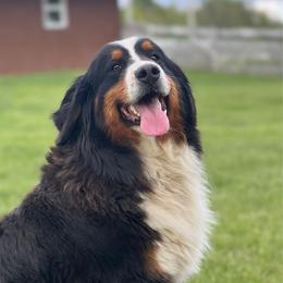 Greta - Bernese Mountain Dog