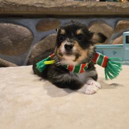 Boy 3 neon yellow - Black and tan male Pembroke Welsh Corgi puppy in Necedah, Wisconsin from The 6Ks Paws and Hobbies