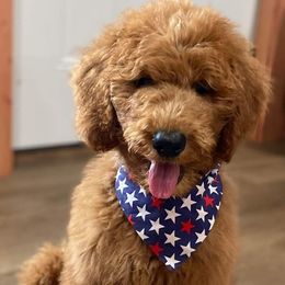 Goldendoodles from Kentucky Goldendoodles