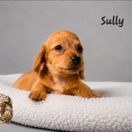 SULLY - Red male Dachshund puppy in Greenfield, Ohio from Buck Run Creek Dachshunds