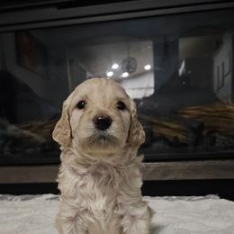 Daisy - Cream female Goldendoodle puppy in Meridian, Idaho from Lucy's Golden Doodles