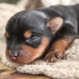 Missy - Black and tan female Yorkshire Terrier puppy in Eastland, Texas from Peach Yorkies