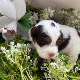 Magnolia - Black white and tan female Cockapoo puppy in Orem, Utah from Paradise Cockers