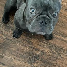 French Bulldogs from Day1Kennels