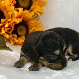 Fern - Black and cream female Dachshund puppy in Mesquite, Texas from AB Dachshund
