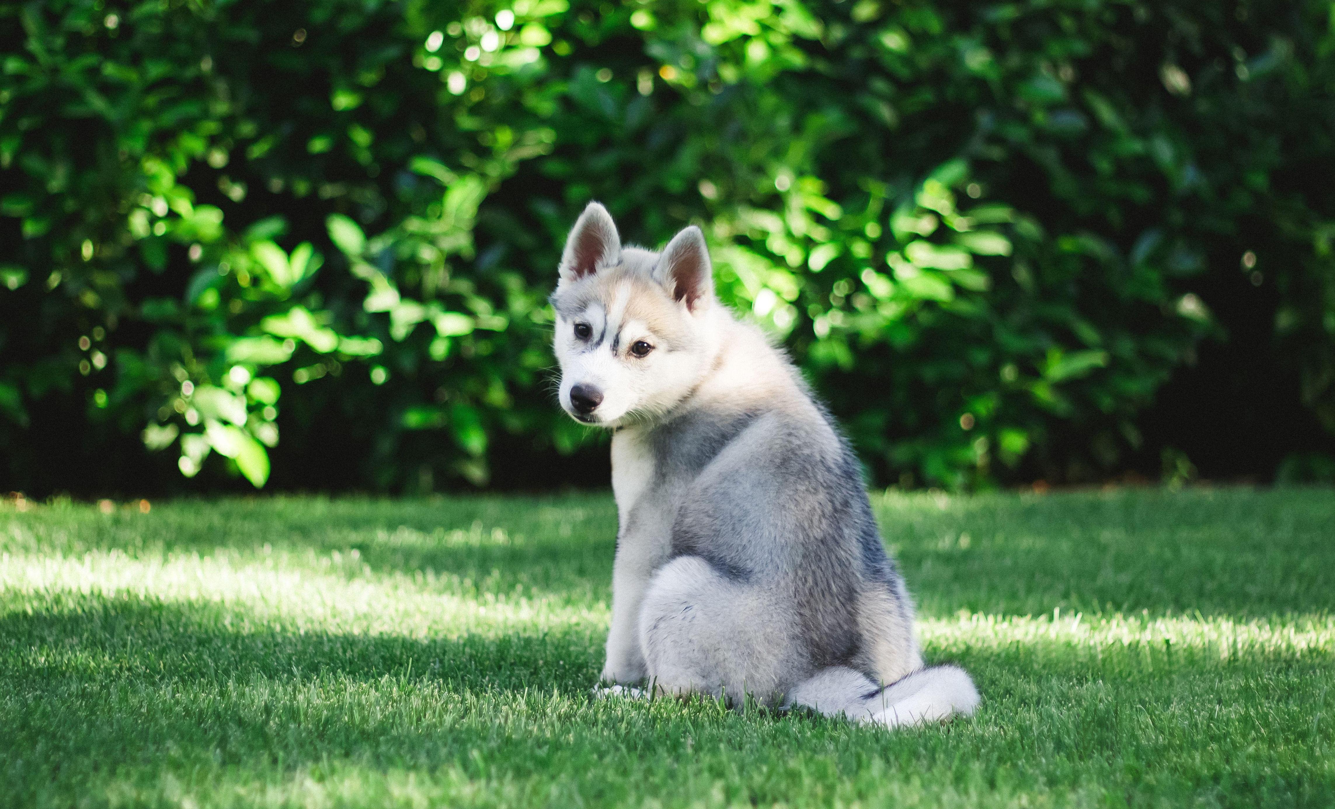 gray husky puppy sitting away in a grassy yard, but the head is turned over its shoulder to look toward the camera. 