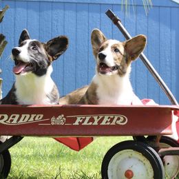 Cardigan Welsh Corgi Puppies from Penfro Corgis