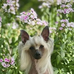 Karma - Chinese Crested