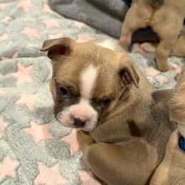 Chenik - Blue male Boston Terrier puppy in Monroe, Washington from Nordkyn Boston Terriers