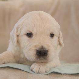 Teal Collar - Light golden male Golden Retriever puppy in Roseburg, Oregon from Unbound Goldens