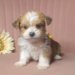 Boy 4 - Gold and white male Shorkie puppy in Boca Raton, Florida from Tina-Marie's Pups