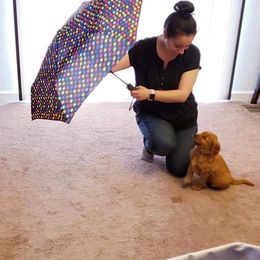 Golden Retriever and Labrador Retriever Puppies from Sutter Bay Retrievers