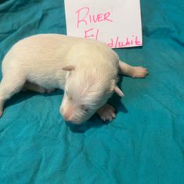 F1 - White and gold female Border Collie puppy in Meridian, Mississippi from Border Hollow Border Collies