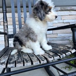 Anna - Blue merle female Bernedoodle puppy in Holtwood, Pennsylvania from Country Ridge Puppies