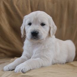 Brown Collar - Light golden male Golden Retriever puppy in Roseburg, Oregon from Unbound Goldens