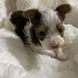 Yorkshire Terrier Puppies from Chocolate and Parti Yorkies in Florida