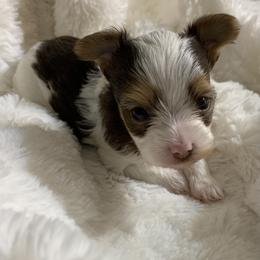 Yorkshire Terrier Puppies from Chocolate and Parti Yorkies in Florida