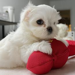 Maltese Puppies from Platinum Dunes Maltese Kennel