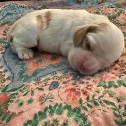 Lavender collar - Red and white female Cocker Spaniel puppy in Boca Raton, Florida from Gold-Coast Cockers