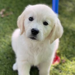 Girl 6 - female Golden Retriever puppy in Lawrenceburg, Tennessee from Summerland Goldens