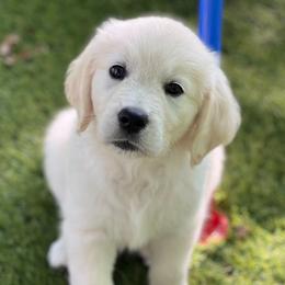 Girl 6 - female Golden Retriever puppy in Lawrenceburg, Tennessee from Summerland Goldens