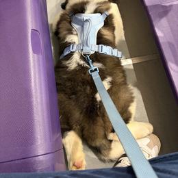 Saint Bernard Puppies from Magnolia Saint Bernards