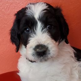 Labradoodles and Poodles from Labradoodles of North Texas