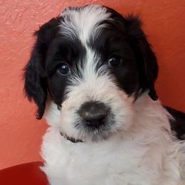 Labradoodles and Poodles from Labradoodles of North Texas