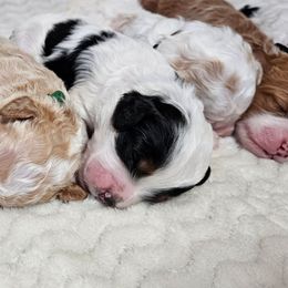 Sage - Black and white male Bernedoodle puppy in Granton, Wisconsin from Rose River Farms