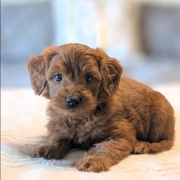 Icee - Red  male Goldendoodle puppy in Blackfoot, Idaho from Riverside Poodles