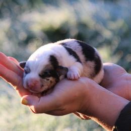Bunny - Blue merle and white female American Corgi puppy in Scio, Oregon from Abundant Joy Corgis