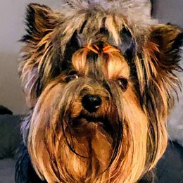 Yorkshire Terriers from Lori's Ohana Yorkies