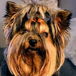 Yorkshire Terriers from Lori's Ohana Yorkies