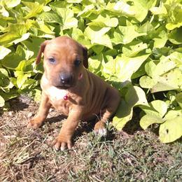 Ruby - Rd whtn blk nose female Rhodesian Ridgeback puppy in Carney, Oklahoma from River Run Parson Russell terriers & River Run Ridgebacks