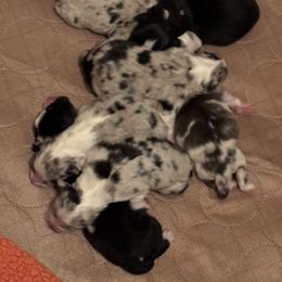 Boy 1 - Australian Shepherd puppy in Florida from Teyrnon Aussies