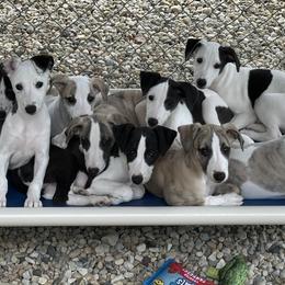 Whippet Puppies from Kamada Whippets
