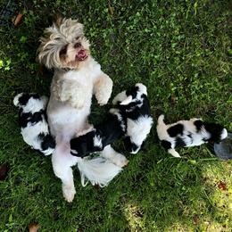 Shih Tzu All Grown Up from Nique's Shih Tzus