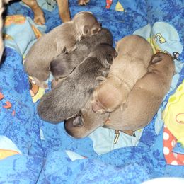 Akita and Chihuahua Puppies from Robinson Rare Chihuahuas & Robinson AKC Akita's