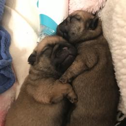 Pug Puppies from Pickwick Pugs