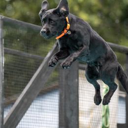 Labrador Retriever All Grown Up from Tidal Retrievers