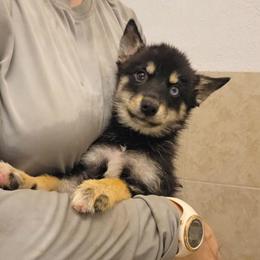 Flint - Black male Pomsky puppy in Weir, Texas from Bluebonnet Pomskies