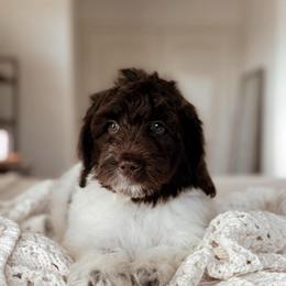 Rocky, Boy - Brown and white male Bernedoodle puppy in Maricopa, Arizona from Desert Ridge Doodles