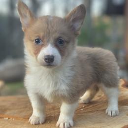 Female 3 - Blue female Pembroke Welsh Corgi puppy in Unicoi, Tennessee from East Tennessee Clark Corgis