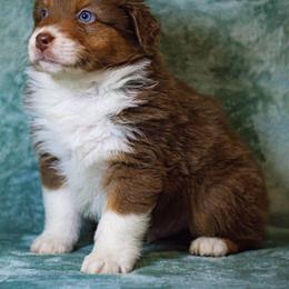 Australian Shepherd Puppies from Lovable Little Aussies