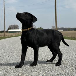 Marmee - Black Labrador Retriever puppy in Alger, Ohio from Osborne Family Retrievers