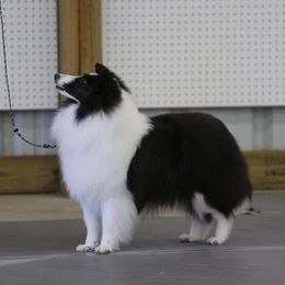 Golden Retrievers and Shetland Sheepdogs from Kattwalk Kennels